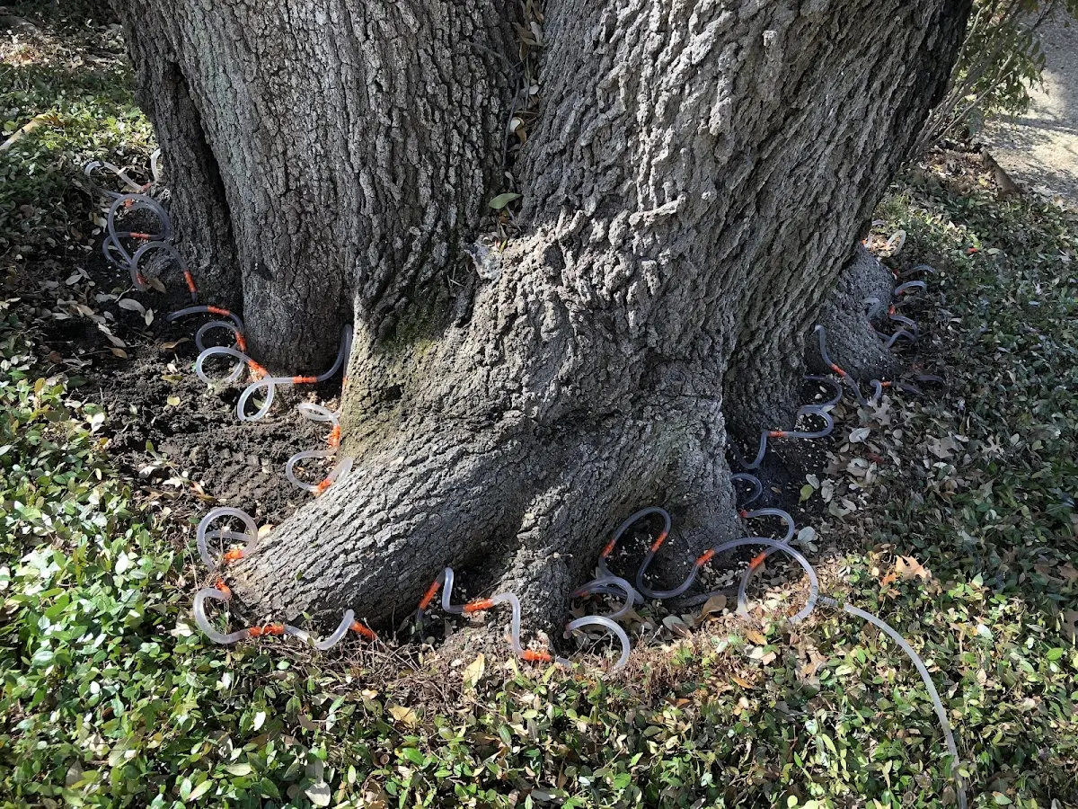 Detailed Tree Cabling and Bracing job site in Atlantic City