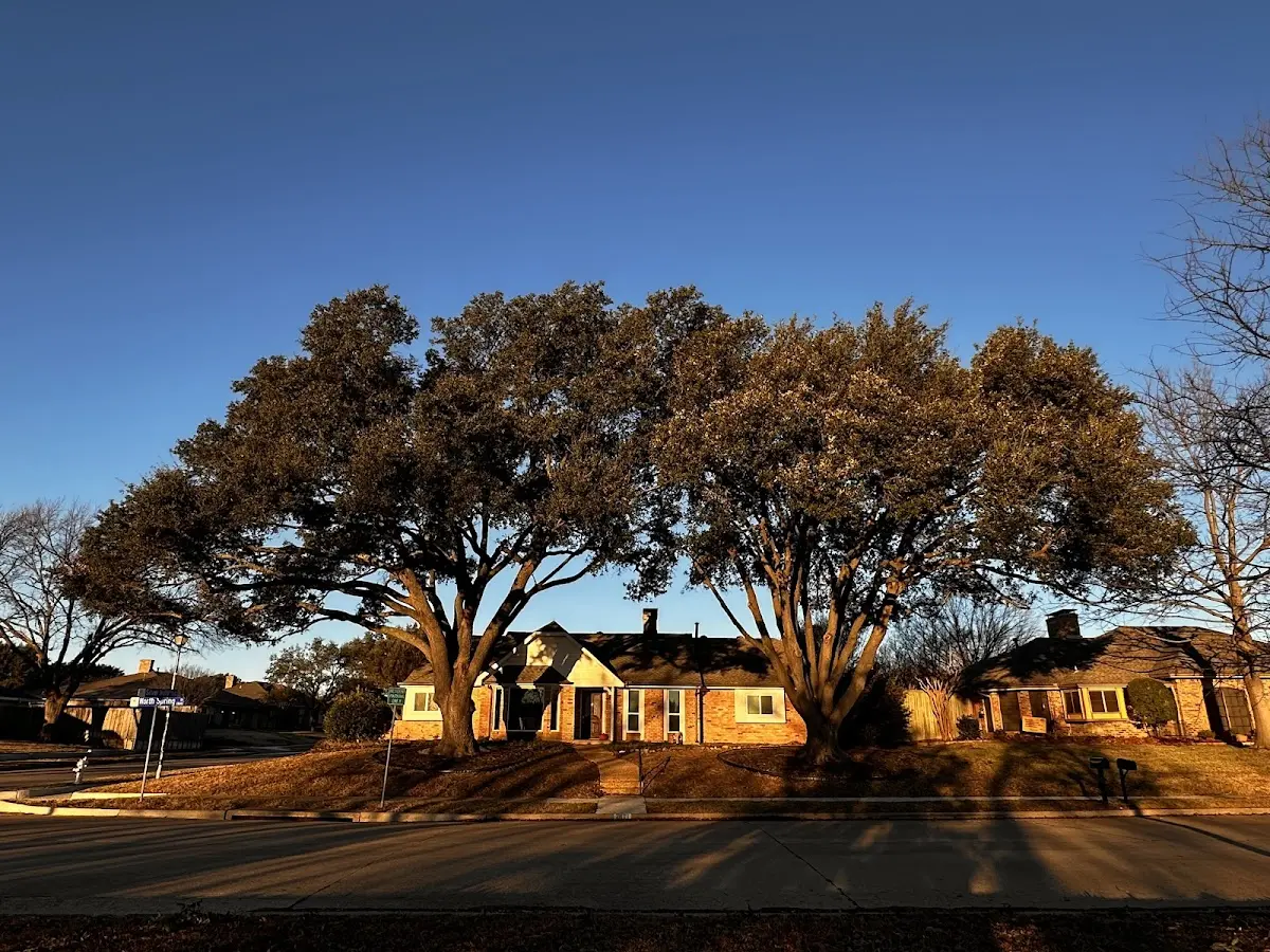 Established residential canopy tree shading a home in Atlantic City